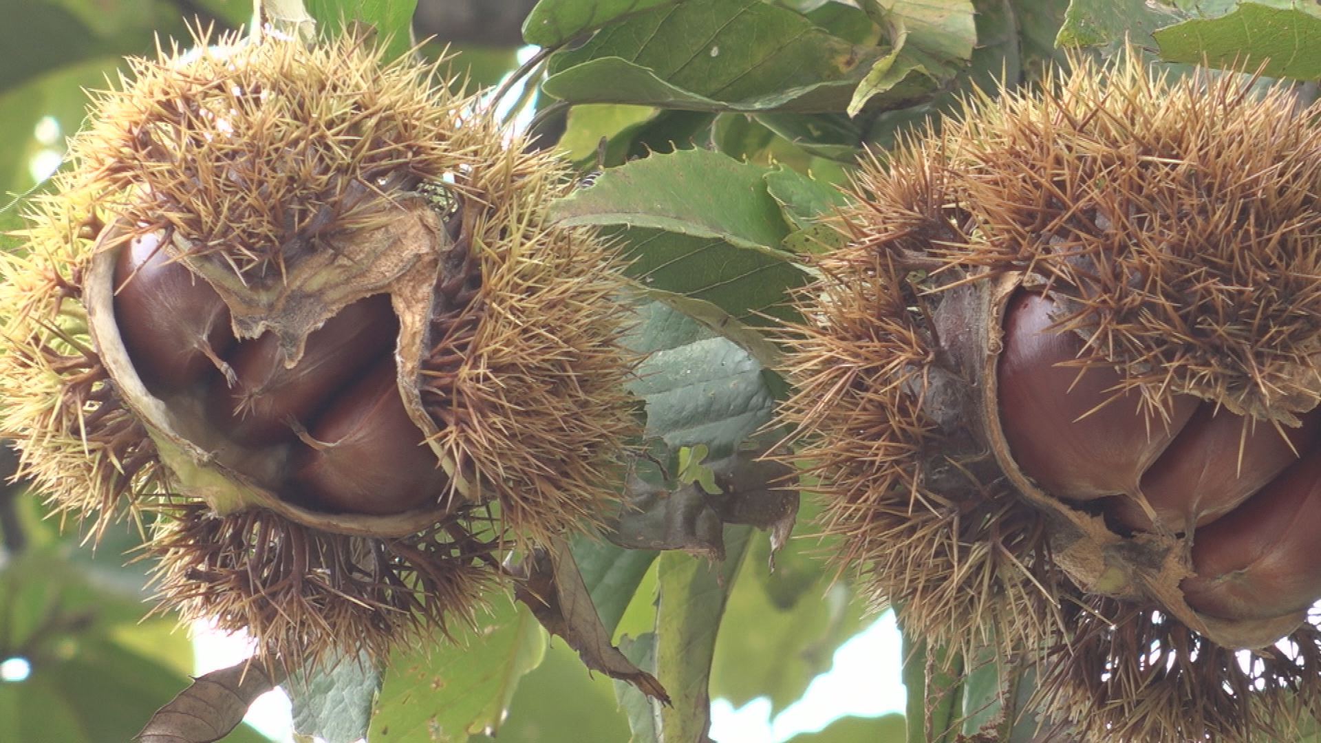 伊達地区「黒沢観光栗園」でクリ拾いが楽しめます！ - 十日町タウン情報