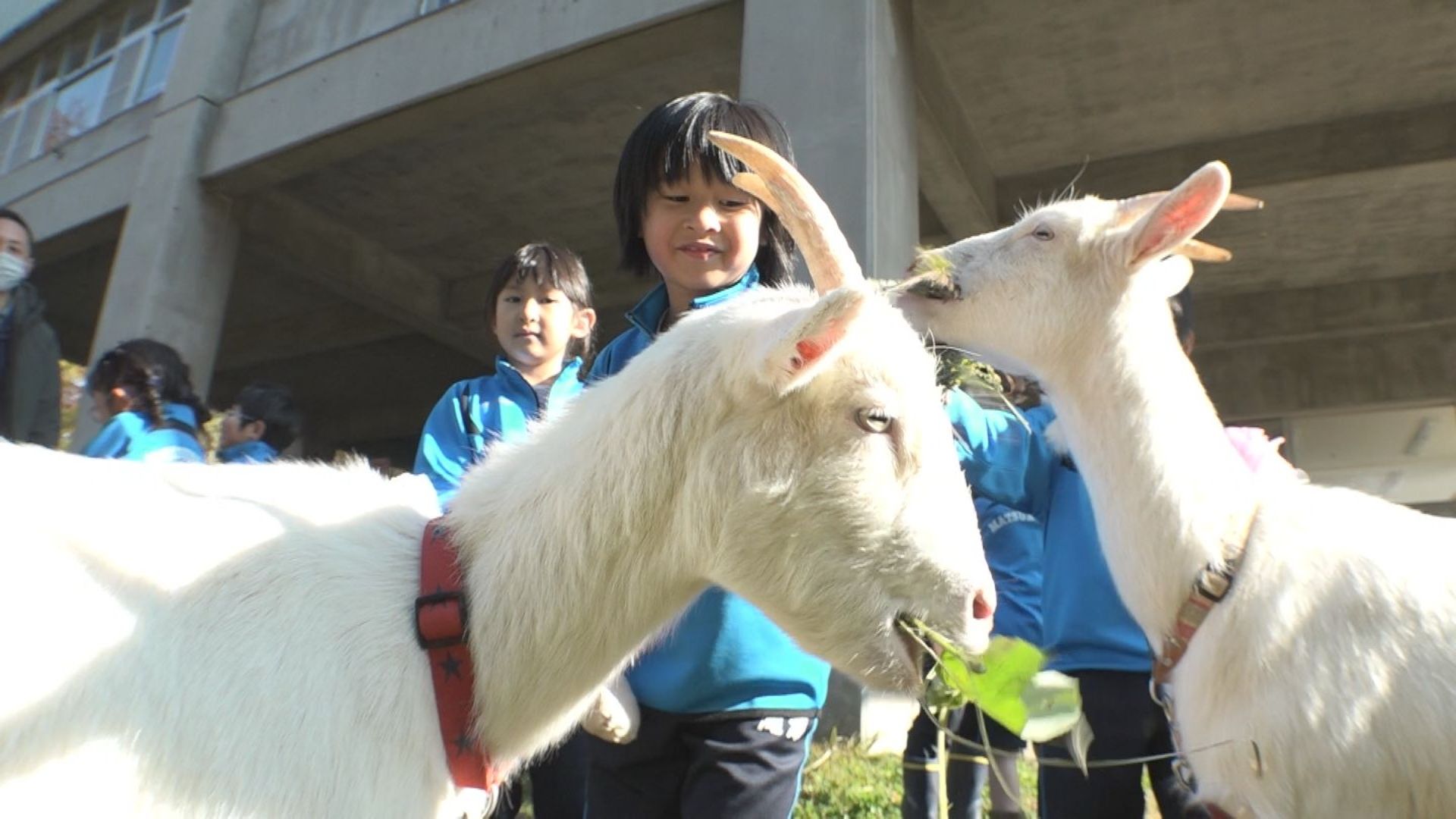 元気に暮らしてね！まつのやま学園1年生 ヤギとお別れ - 十日町タウン情報