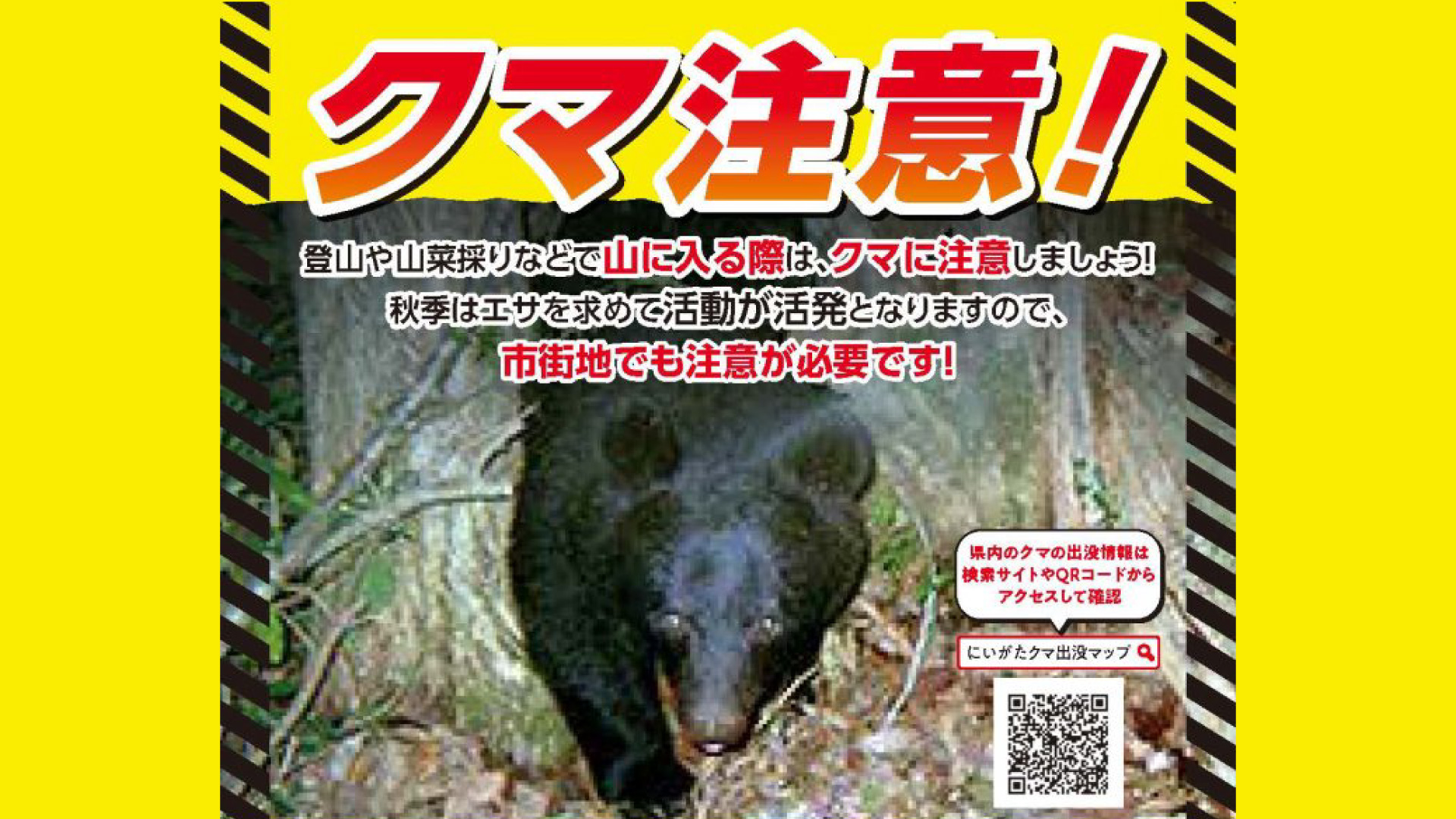 熊ページ 魚沼地域 ブナ凶作・ミズナラ不作 クマ人里への出没に注意 - 十日町