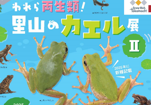 7/19からスタート キョロロの夏の企画展「われら両生類！里山のカエル
